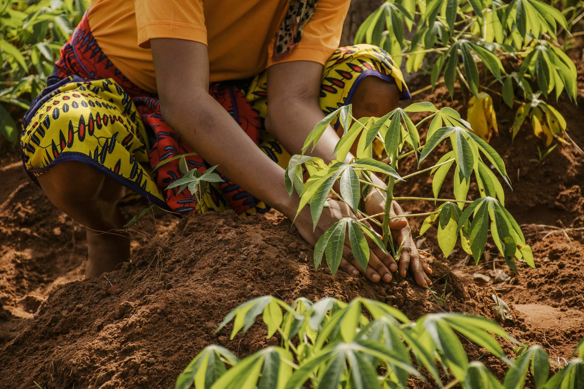 Climate Resilience and Agribusiness